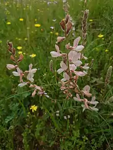 Wild Onobrychis Viciifolia in Behbahan, Iran