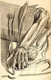 Anatomical drawing from Anatomia Humani Corporis, 1685