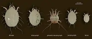 Life stages of Chaetodactylus krombeini; non-phoretic deutonymph and male not shown.
