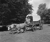 Oxen and covered wagon (1951)