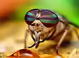 horsefly (female)