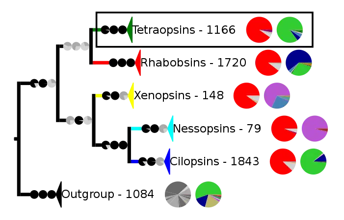 Phylogenetic reconstruction of the opsins. The outgroup contains other G protein-coupled receptors. The frame highlights the tetraopsins, which are expanded in the next image.