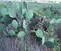 Mature O. bentonii plant with fruit, Galveston Island, TX