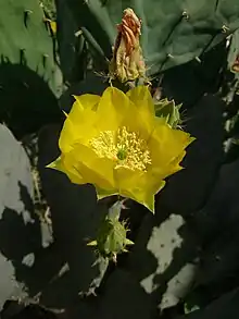 O. lindheimeri blooming, Behbahan