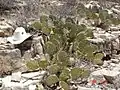 Opuntia dulcis near Artesia, New Mexico