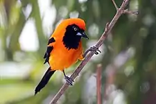 Orange-backed troupial