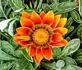 Orange gazania