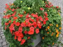 Concrete planter with various colors of flowering petunia, including orange