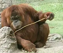 An orangutan using a stick to pick at a hole in a rock with a cup of orange-juice concentrate.
