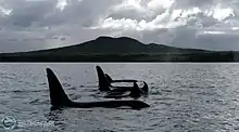 A pod of Orca (Killer Whales) are spotted cruising past Rangitoto Island near Auckland, New Zealand