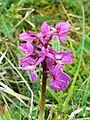 Green winged orchid on Rodborough Common