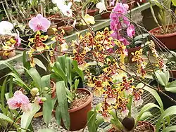 Rows of orchids inside a research greenhouse