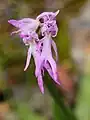 Orchis italica, the naked man orchid, showing a labellum divided into several lobes