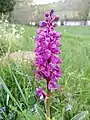 Orchis mascula France, Pyrénées