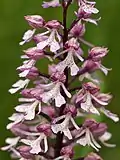 Orchis militarisxpurpurea natural hybrid, photographed in the reserve in 2014
