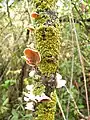 Fungus in El Bosque