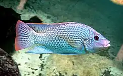 Tilapiini: Oreochromis tanganicae is one of the most common coastal species found in local fish markets