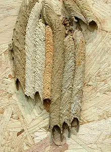 New organ pipe wasp nest showing different muds gathered at different places