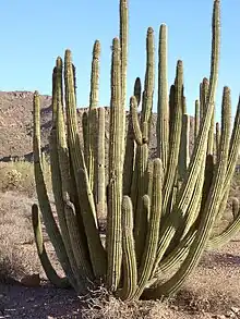 An organ pipe cactus in the Monument