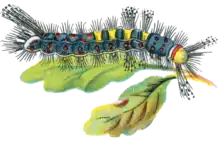 Illustrated caterpillar