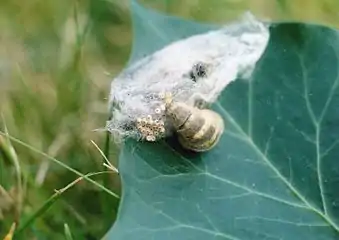female laying her eggs on the remains of her own cocoon