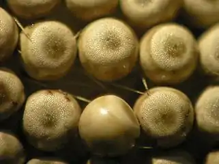 eggs (close up)