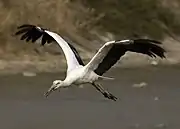 white stork