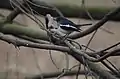 Oriental magpie-robin