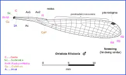 Illustration of Oristicta wing veins