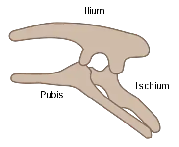 Figure 1a - Ornithischian opisthopubic pelvic structure (left side)