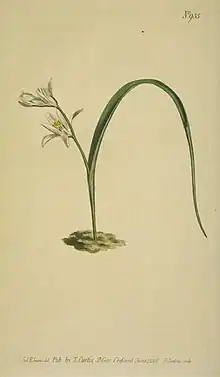 Botanical illustration of Ornithogalum broteroi