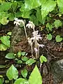 Orobanche uniflora flowering in a Vermont woodland setting.