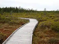 The Orono Bog Boardwalk crossing the bog
