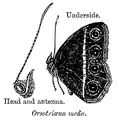 1905 illustration of Orsotriaena medus