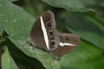 Mating pair