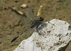 Old male with darkened abdomen and thorax