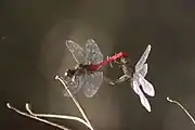 Mating pair