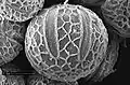 Pollen (electron micrograph)