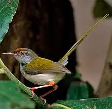 Male of subspecies O. s. guzuratus with elongated central tail feathers