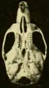 Skull, seen from below