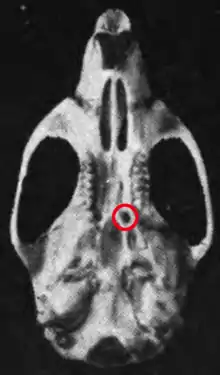 Skull, seen from below, on a black background. Red circle next to left third upper molar on the palate, around a dark field.