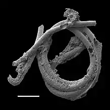 Cyanobacterial remains of an annulated tubular microfossil Oscillatoriopsis longa Scale bar: 100 μm