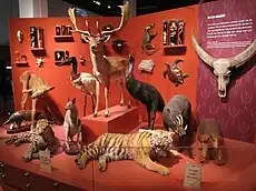 Display at Zoology Museum