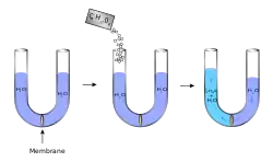 Progression: (1) a U-tube is filled with water and has a membrane in the middle (2) sugar is added to the left part (3) water crosses the membrane and fills the left side more than the right.