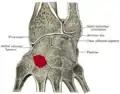 Cross section of wrist (thumb on left). Trapezoid shown in red (labelled as "Lesser Multang").