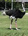 Ostrich