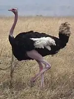 The common ostrich is the heaviest and tallest living bird weighing up to 156.8 kg (346 lb) and standing up to 2.8 m (9.2 ft) tall.