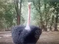 Ostrich at Kano Zoo