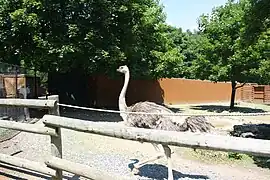 Ostrich