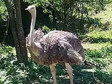 An Ostriches in Uganda Wildlife Conservation Centre